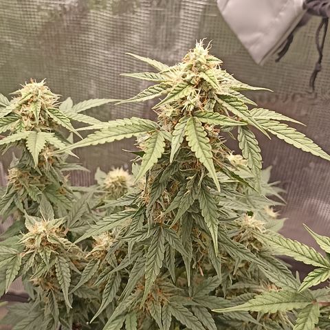 Blueberry Zkittlez Automatic growlog timeline photo