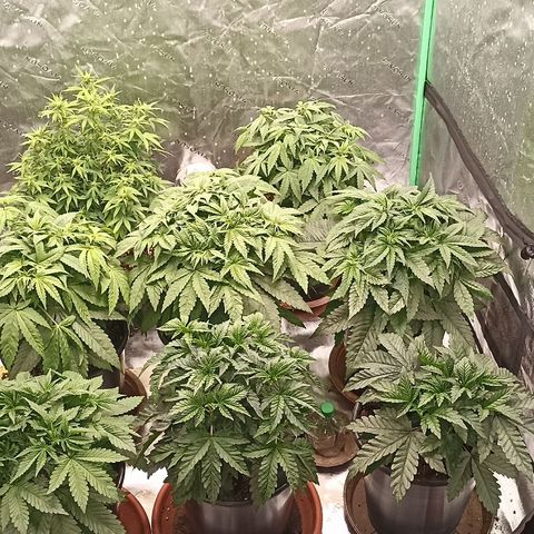 Blueberry Zkittlez Automatic growlog timeline photo