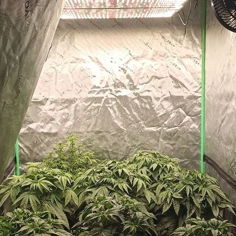 Blueberry Zkittlez Automatic growlog timeline photo
