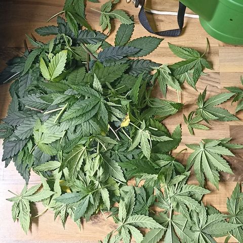 Blueberry Zkittlez Automatic growlog photo: Just Snackpack wappa 1-2 trim,big leafes wappa 😍