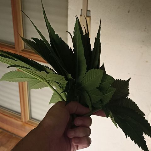 Blueberry Zkittlez Automatic growlog timeline photo