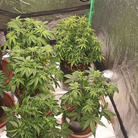 Blueberry Zkittlez Automatic growlog photo: Defoliation ✂️