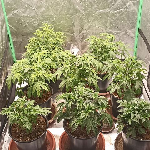 Blueberry Zkittlez Automatic growlog photo: Defoliation ✂️