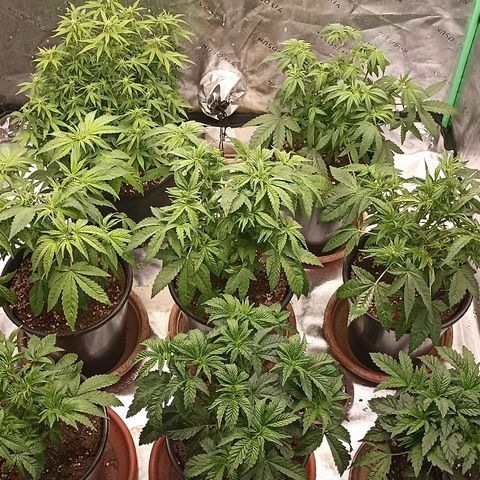 Blueberry Zkittlez Automatic growlog photo: Defoliation ✂️
