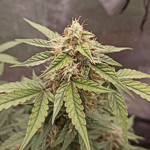 Blueberry Zkittlez Automatic growlog timeline photo