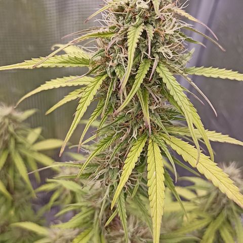 Blueberry Zkittlez Automatic growlog timeline photo
