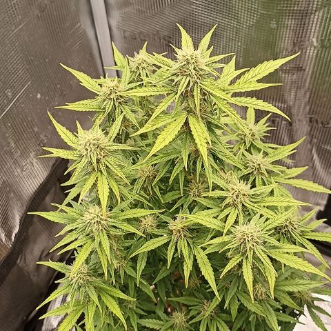Blueberry Zkittlez Automatic growlog timeline photo