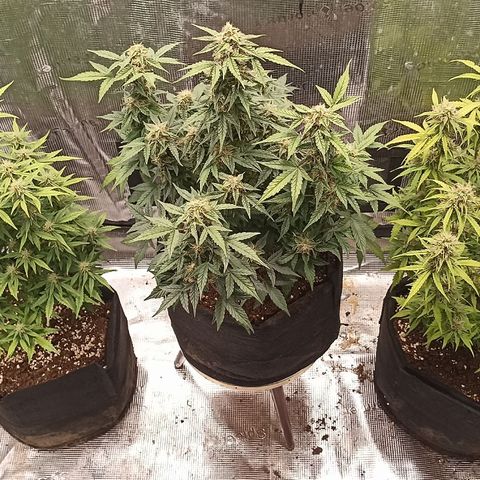 Blueberry Zkittlez Automatic growlog timeline photo
