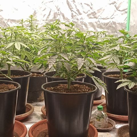 Blueberry Zkittlez Automatic growlog timeline photo