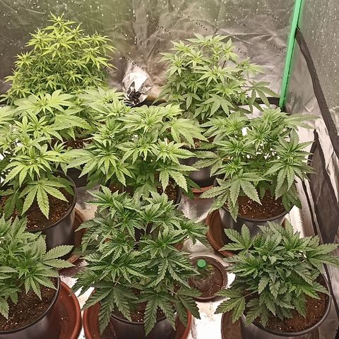 Blueberry Zkittlez Automatic growlog timeline photo