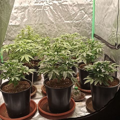 Blueberry Zkittlez Automatic growlog timeline photo