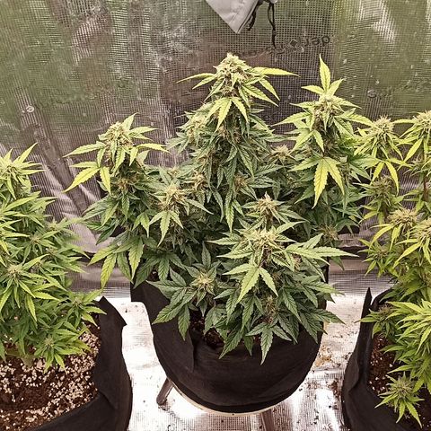 Blueberry Zkittlez Automatic growlog timeline photo