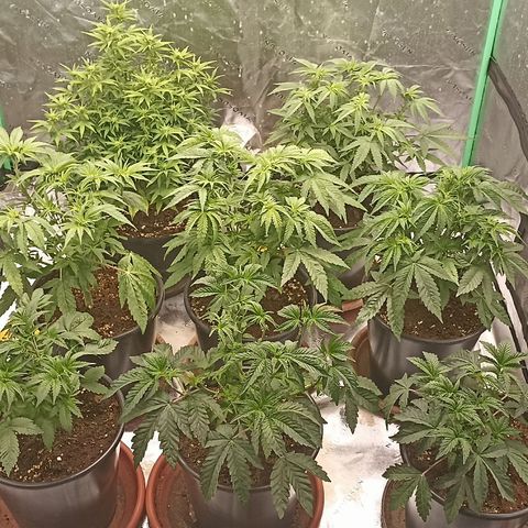 Blueberry Zkittlez Automatic growlog timeline photo