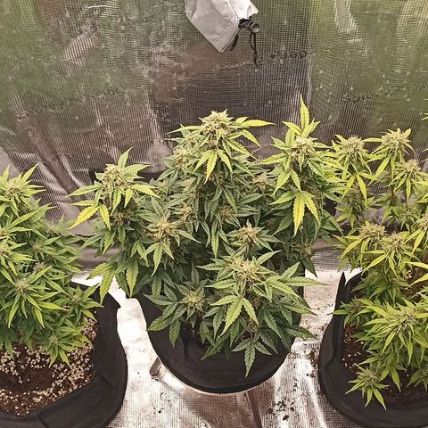 Blueberry Zkittlez Automatic growlog timeline photo