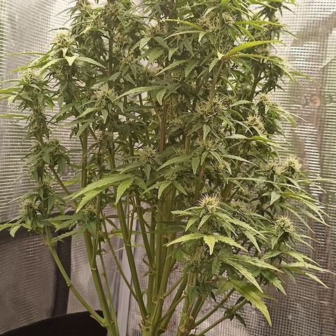 Blueberry Zkittlez Automatic growlog timeline photo