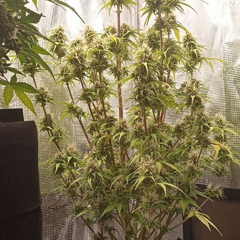 Blueberry Zkittlez Automatic growlog timeline photo