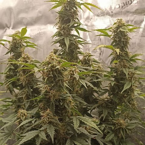 Blueberry Zkittlez Automatic growlog timeline photo