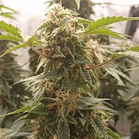 Blueberry Zkittlez Automatic growlog timeline photo