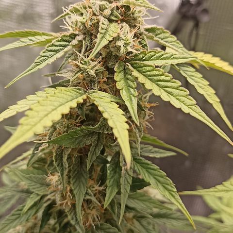 Blueberry Zkittlez Automatic growlog timeline photo
