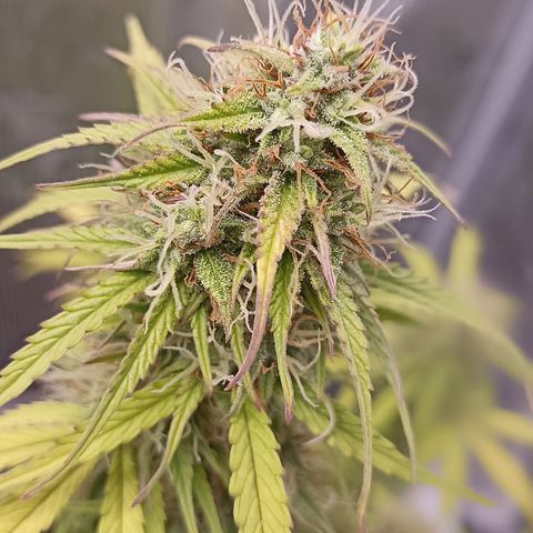 Blueberry Zkittlez Automatic growlog timeline photo