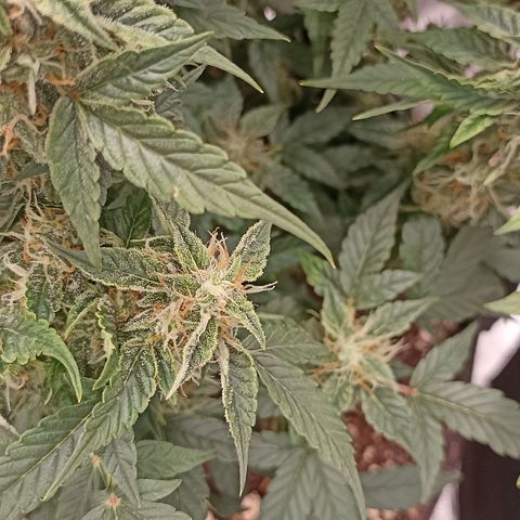 Blueberry Zkittlez Automatic growlog timeline photo