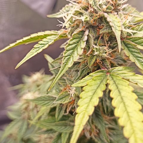 Blueberry Zkittlez Automatic growlog timeline photo