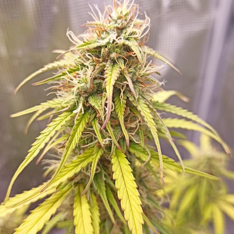Blueberry Zkittlez Automatic growlog timeline photo