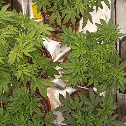 Blueberry Zkittlez Automatic growlog timeline photo