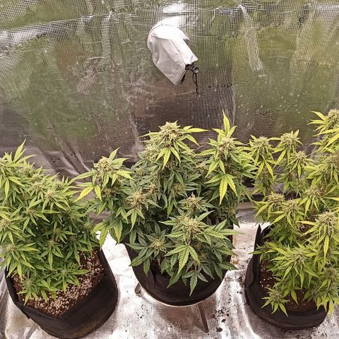 Blueberry Zkittlez Automatic growlog timeline photo