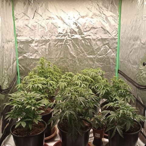 Blueberry Zkittlez Automatic growlog timeline photo