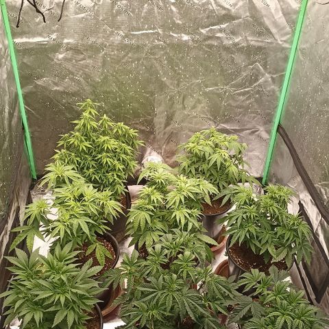 Blueberry Zkittlez Automatic growlog timeline photo