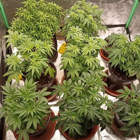 Blueberry Zkittlez Automatic growlog timeline photo