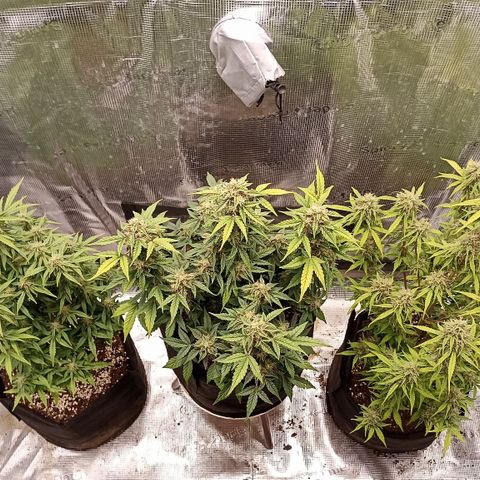Blueberry Zkittlez Automatic growlog timeline photo