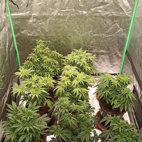 Blueberry Zkittlez Automatic growlog timeline photo