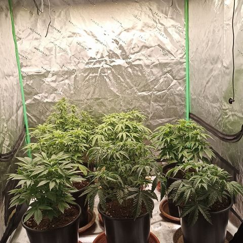 Blueberry Zkittlez Automatic growlog timeline photo