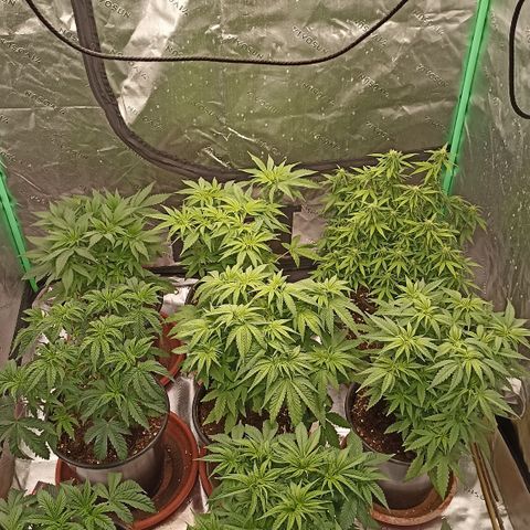 Blueberry Zkittlez Automatic growlog timeline photo