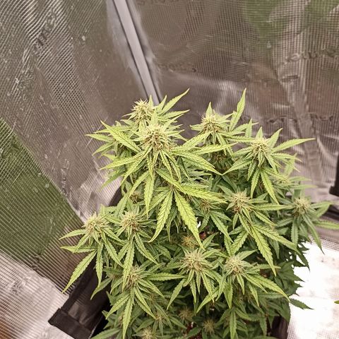 Blueberry Zkittlez Automatic growlog timeline photo