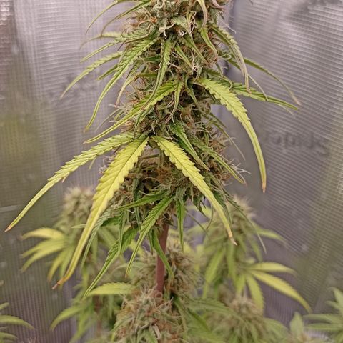 Blueberry Zkittlez Automatic growlog timeline photo