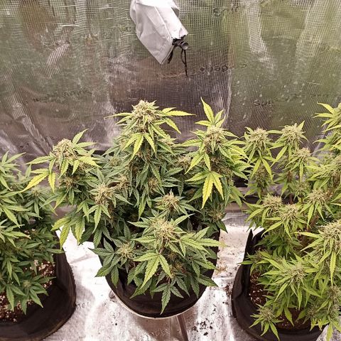Blueberry Zkittlez Automatic growlog timeline photo