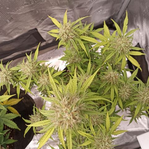 Blueberry Zkittlez Automatic growlog timeline photo