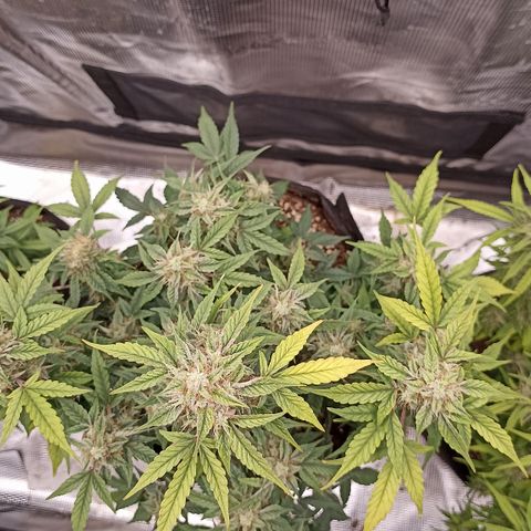 Blueberry Zkittlez Automatic growlog timeline photo