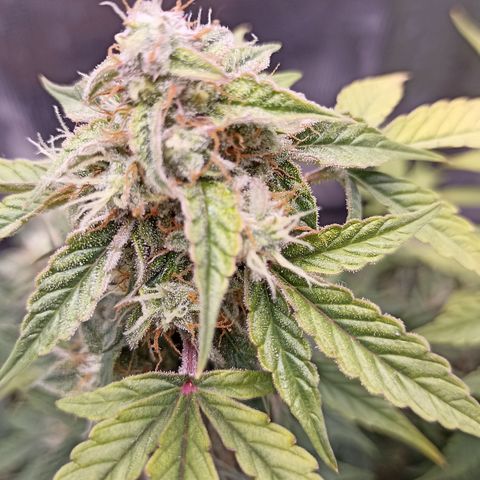 Blueberry Zkittlez Automatic growlog timeline photo