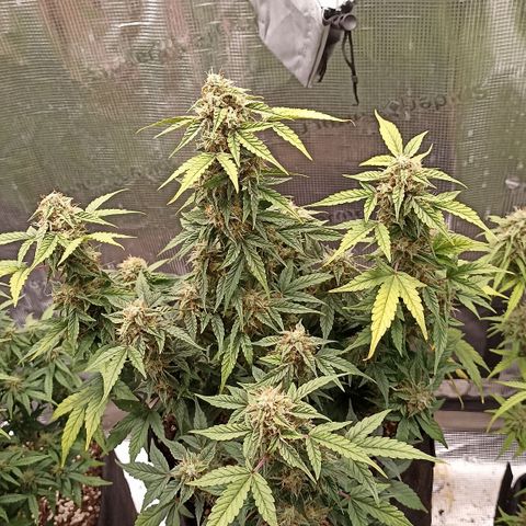 Blueberry Zkittlez Automatic growlog timeline photo