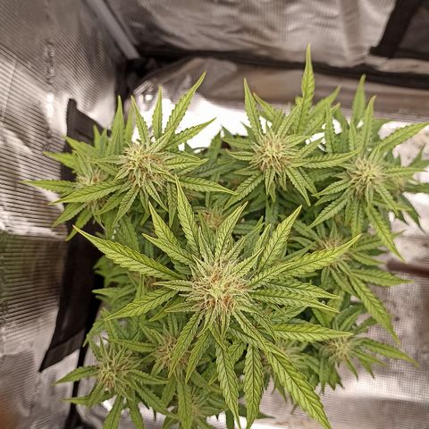 Blueberry Zkittlez Automatic growlog timeline photo