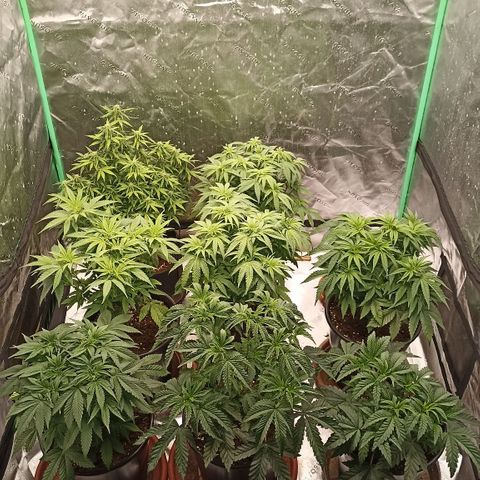 Blueberry Zkittlez Automatic growlog timeline photo
