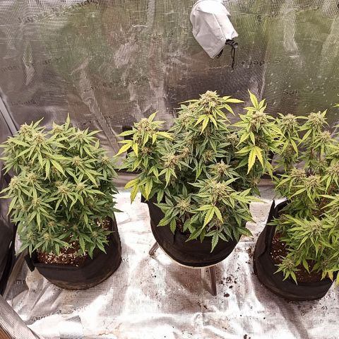 Blueberry Zkittlez Automatic growlog timeline photo