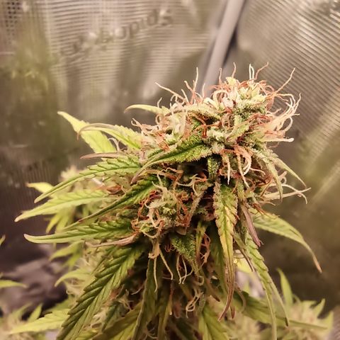 Blueberry Zkittlez Automatic growlog timeline photo