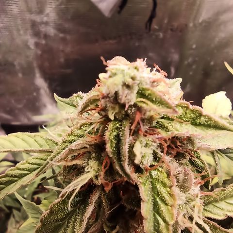 Blueberry Zkittlez Automatic growlog timeline photo