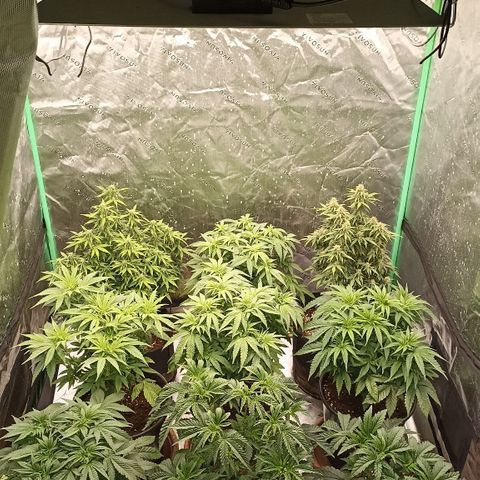 Blueberry Zkittlez Automatic growlog timeline photo