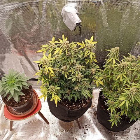 Blueberry Zkittlez Automatic growlog timeline photo